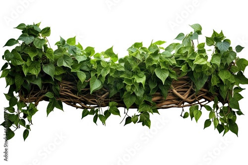 Shrub vine or cayratia three-tailed wild vine or Cayratia trifolia, bush ivy vine plant, forest border nature frame isolated on white background
