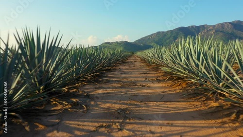 Campos de agave azul para hacer tequila tierra fértil para sembrar maguey licor mezcal Paisaje de tierras y montañas de siembra de origen mexicano en jalisco bebida alcohólica photo