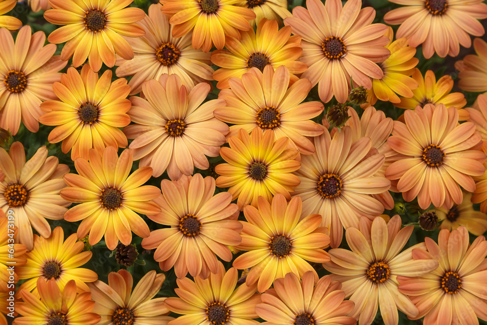 Floral background of osteospermum flowers Floral background of osteospermum flowers