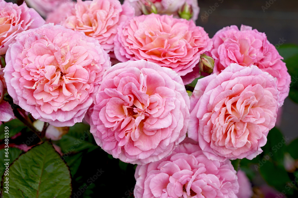 Rosa 'Amoretto' (Koraugneru). A floribunda rose bred by Kordes Roses. Also known as 'Love Affair' in Australia. Rosa 'Amoretto' (Koraugneru). A floribunda rose bred by Kordes Roses. Also known as 'Love Affair' in Australia.