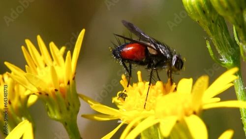 Parasite Fly (Eriothrix rufomaculata), Devon, England, United Kingdom, Europe photo