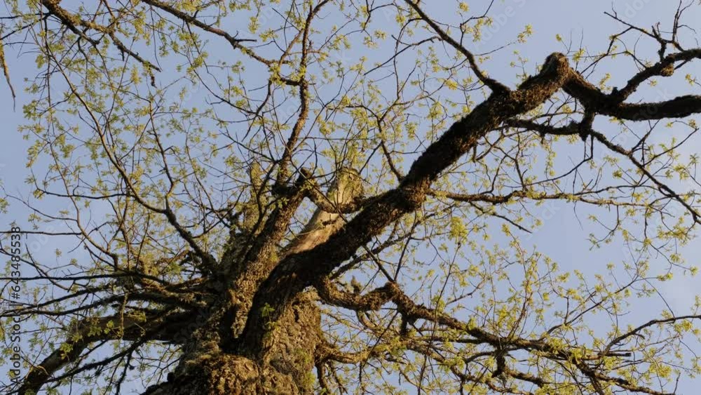 Large oak tree during spring with small leaves. Panning shot from below. Large oak tree during spring with small leaves. Panning shot from below.