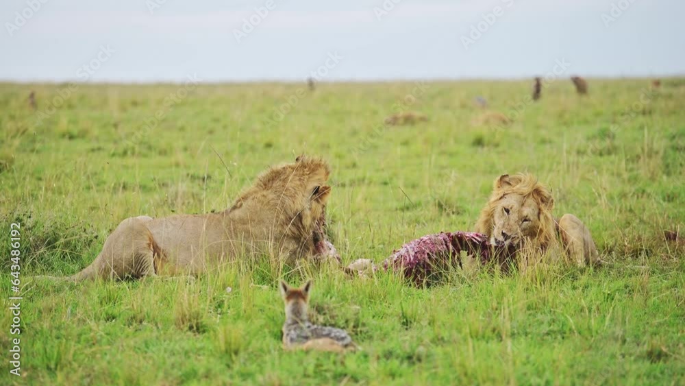 Two male lions feeding on a fresh kill showing powerful dominance, African Wildlife in Maasai Mara National Reserve, Kenya, Africa Safari Animals in Masai Mara North Conservancy Two male lions feeding on a fresh kill showing powerful dominance, African Wildlife in Maasai Mara National Reserve, Kenya, Africa Safari Animals in Masai Mara North Conservancy