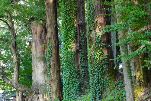 A beautiful tall cedar tree at the countryside in Japan telephoto shot photo