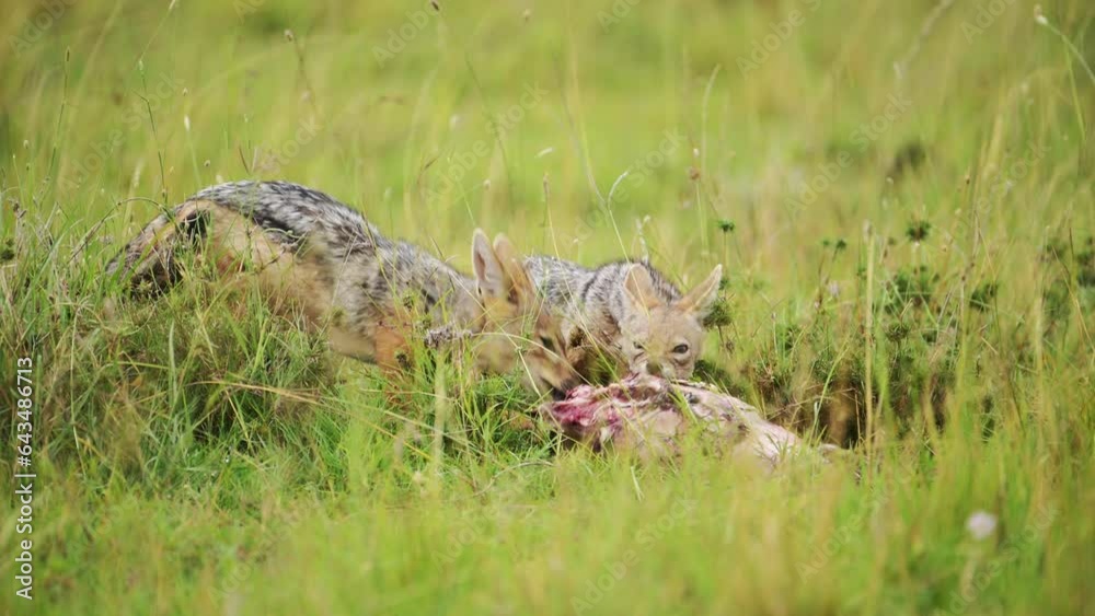Slow Motion of Jackals Eating a Kill of a Dead Animal Carcass, Scavenging Food on African Wildlife Safari, Africa Animals Scavenger Behavior in Masai Mara, Kenya Slow Motion of Jackals Eating a Kill of a Dead Animal Carcass, Scavenging Food on African Wildlife Safari, Africa Animals Scavenger Behavior in Masai Mara, Kenya
