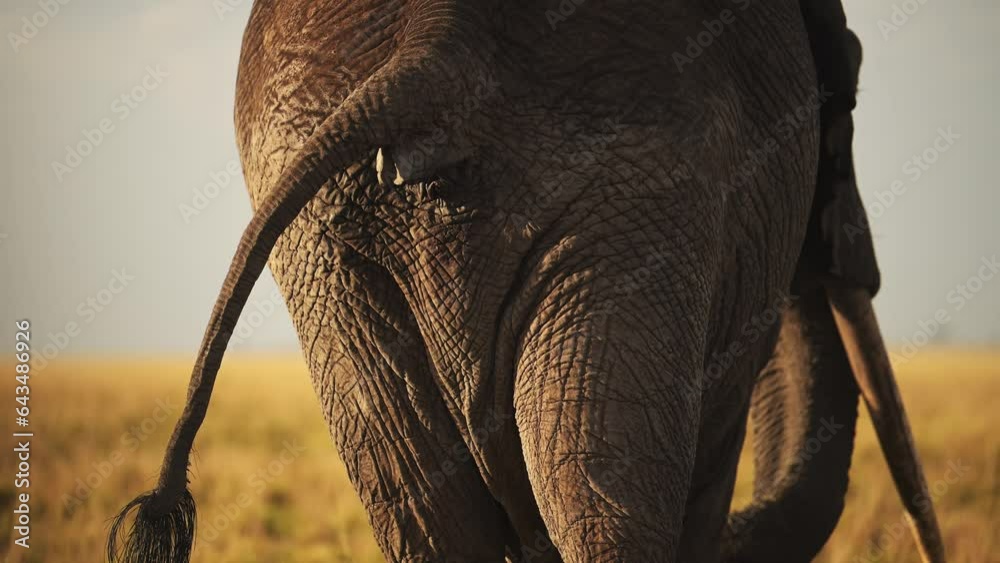 Slow Motion of African Elephant Rear End and Tail Close Up of Backside ...