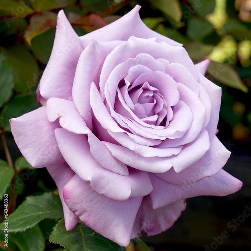 Rosa 'Charles de Gaulle' (Meilanein).  A beautiful mauve hybrid tea rose.