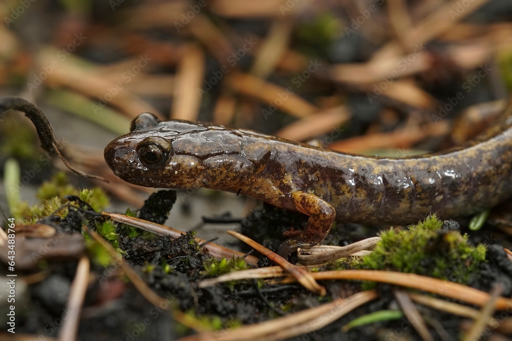 Naklejka premium Closeup on a Northern Oregon Dunn's salamander, Plethodon dunni sitting on moss