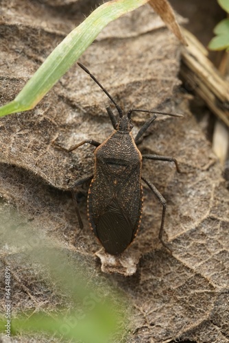 Natural closeup shot of an Oregon squash Anasa tristis, a pest species on squash and pumpkins photo