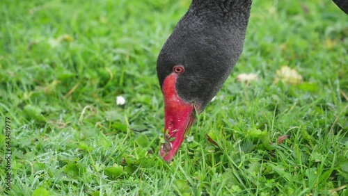 Close up of beak and head of a black swan feeding on short green grass - slow motion photo