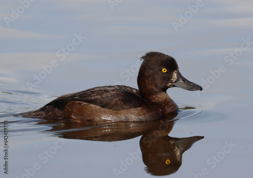 Photography Tufted duck