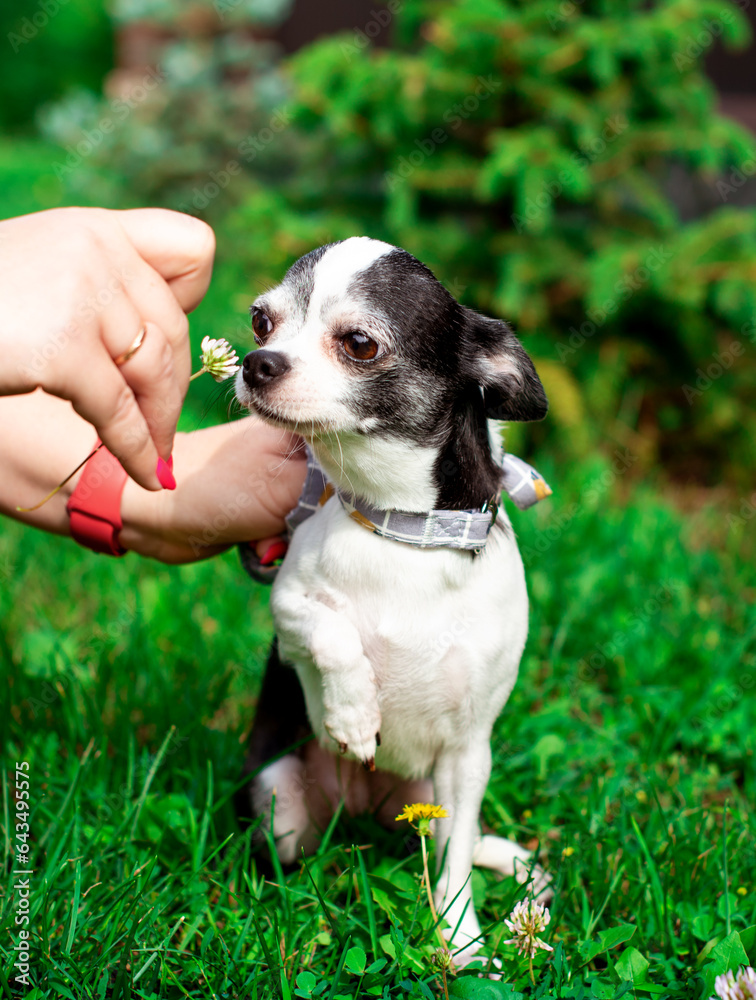 A small chihuahua dog is sitting in the green grass. The hostess's hands hold him by the collar. The dog sniffs the flower. The photo is vertical and blurry A small chihuahua dog is sitting in the green grass. The hostess's hands hold him by the collar. The dog sniffs the flower. The photo is vertical and blurry