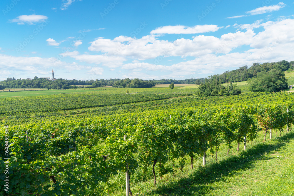 north-eastern Italy vineyards