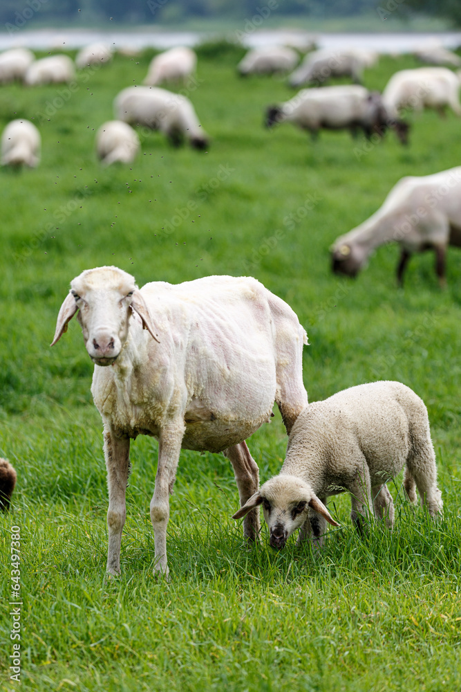 Young sheep on grass field in spring Young sheep on grass field in spring