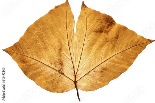 Cottonwood leaves in autumn colors isolated on transparent background