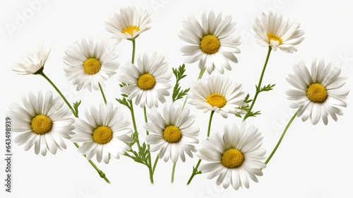 Beautiful daisy flowers isolated on white background - high quality PNG for design projects