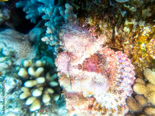 Scorpaenopsis oxycephalus at the bottom of a coral reef in the Red Sea