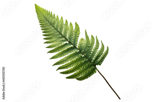 Japanese Painted fern leaves PNG isolated on transparent background - A beautiful and hardy ornamental plant for your garden