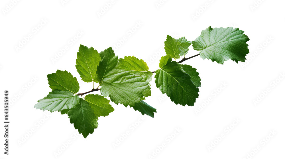 Green Leaves of Different Shapes and Sizes Isolated on Transparent Background - High Resolution PNG Image Green Leaves of Different Shapes and Sizes Isolated on Transparent Background - High Resolution PNG Image
