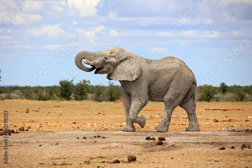 Elefantenbulle photo