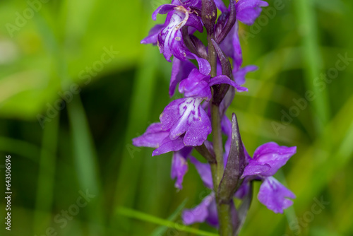 Heart-shaped Marsh Orchid (Dactylorhiza cordigera) photo