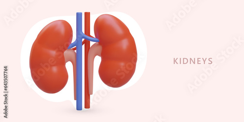 Realistic vector kidneys. Human internal organ. Color advertising banner of clinic. Detailed examination, ultrasound, diagnosis, treatment. Concept with place for text