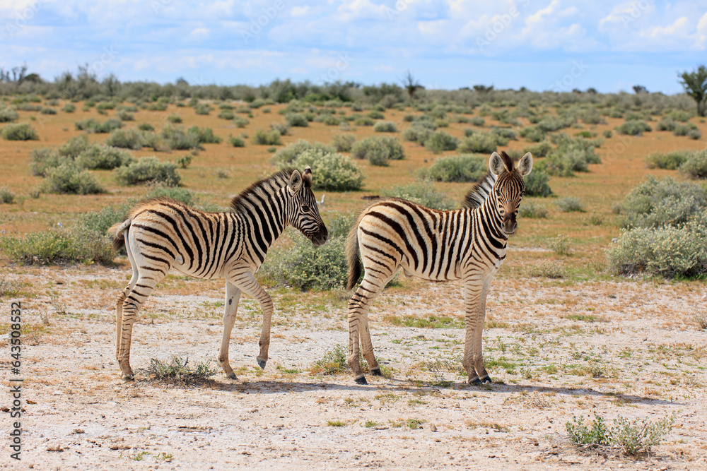 Fototapeta premium Zebrafohlen