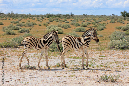 Zebrafohlen photo