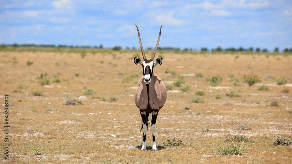 Oryxantilopen Oryxantilopen