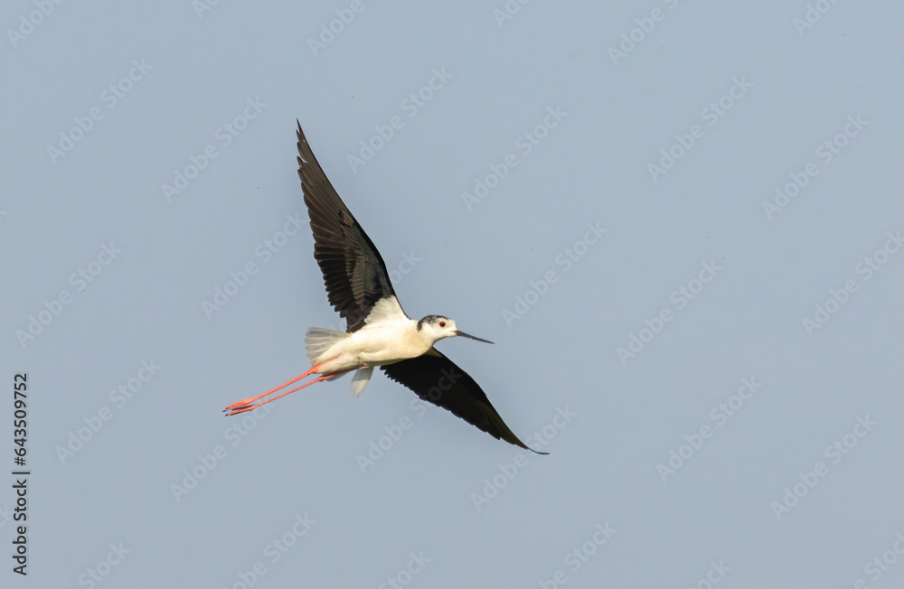 Obraz premium Black-winged stilt (Himantopus himantopus) in flight
