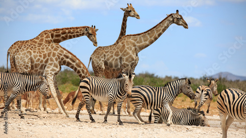 Bergzebras und Giraffen photo