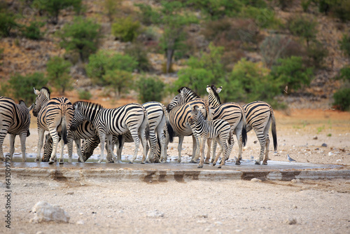 Zebraherde photo