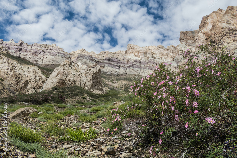 Webb's rose growing wild in the Stok Valley, Ladakh, India