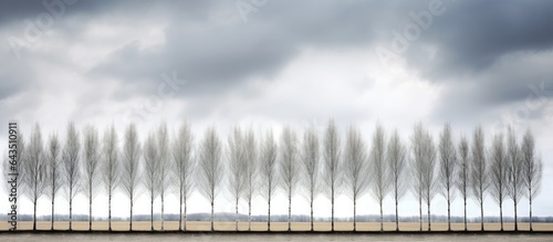 Poplars contrasting with overcast skies
