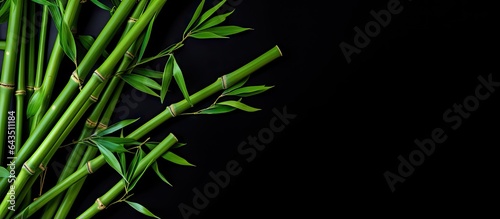 Empty space for text with green bamboo stems on a black backdrop