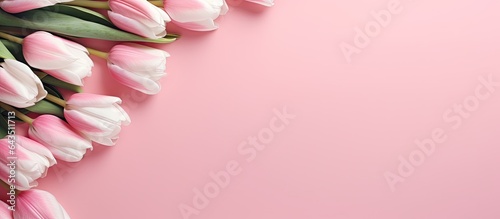 Pink and white tulips on a ...