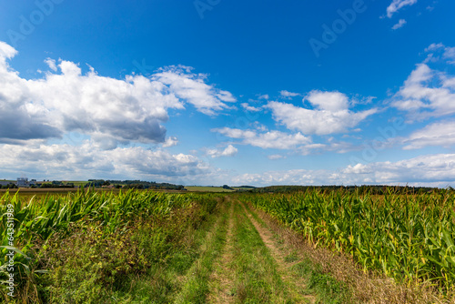 Corn field and rural landscape in August