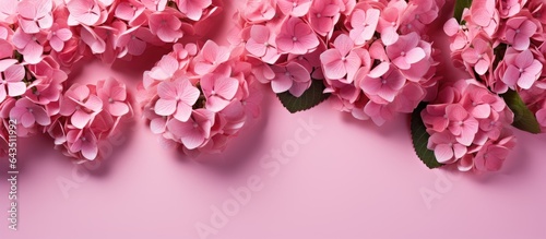 Pink hydrangea flowers with...