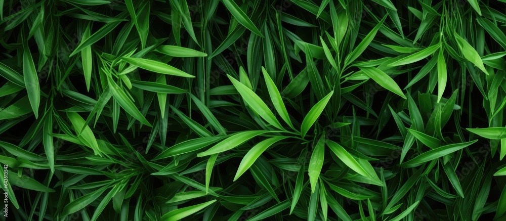 Grassy leaves for backgrounds wallpaper and websites Copy space frame