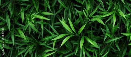 Grassy leaves for backgrounds wallpaper and websites Copy space frame