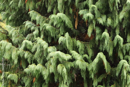 Pendulous branches of Chamaecyparis Nootkatensis Pendula. photo