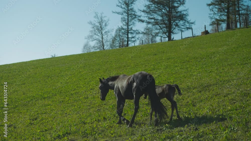 Healthy black mare with houndgutted foal walks along green meadow on hill slope slow motion. Expensive purebred horses graze on ranch field on sunny day Healthy black mare with houndgutted foal walks along green meadow on hill slope slow motion. Expensive purebred horses graze on ranch field on sunny day