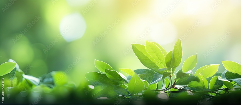Naklejka premium Blurred green leaf background with sunlight and copy space representing natural plants and ecology