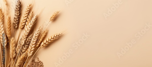 Wheat and grains on neutral...
