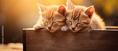 Stray kittens resting atop ...