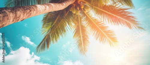 Coconut tree seen from belo...