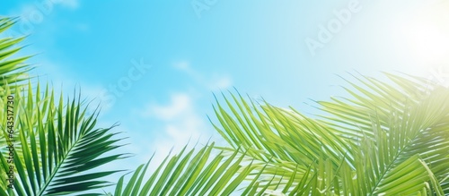Tropical palm trees in clear blue sky summer travel concept © vxnaghiyev