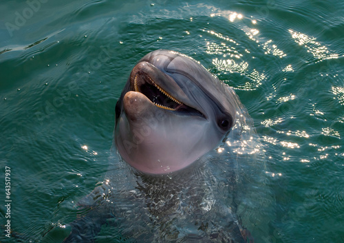 Dolphin poses for the camera