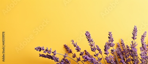 Beautiful empty space concept with lavender branches on yellow background