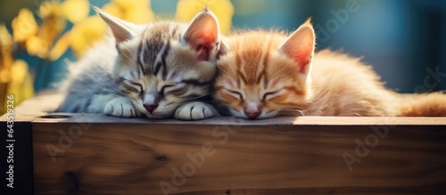Stray kittens resting atop ...